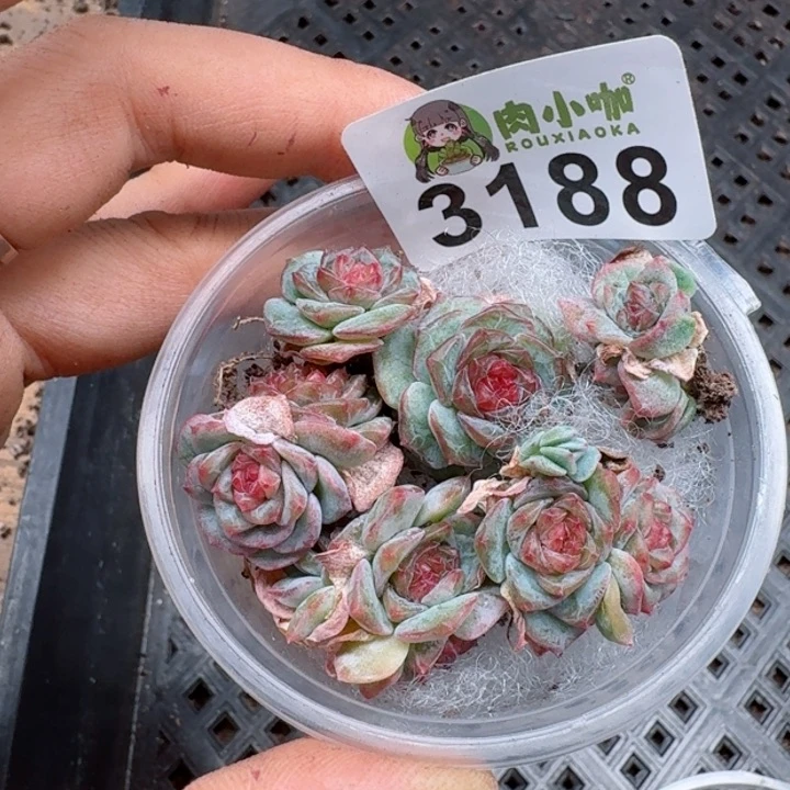 多肉植物多肉植物