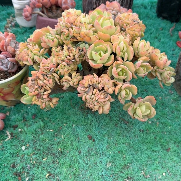 骑兵碧桃缀精品包邮