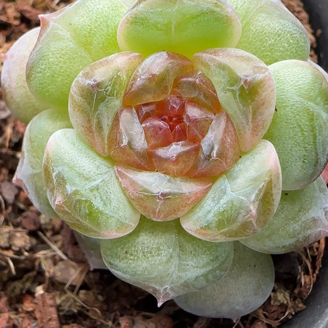 【满29包邮非偏远】620