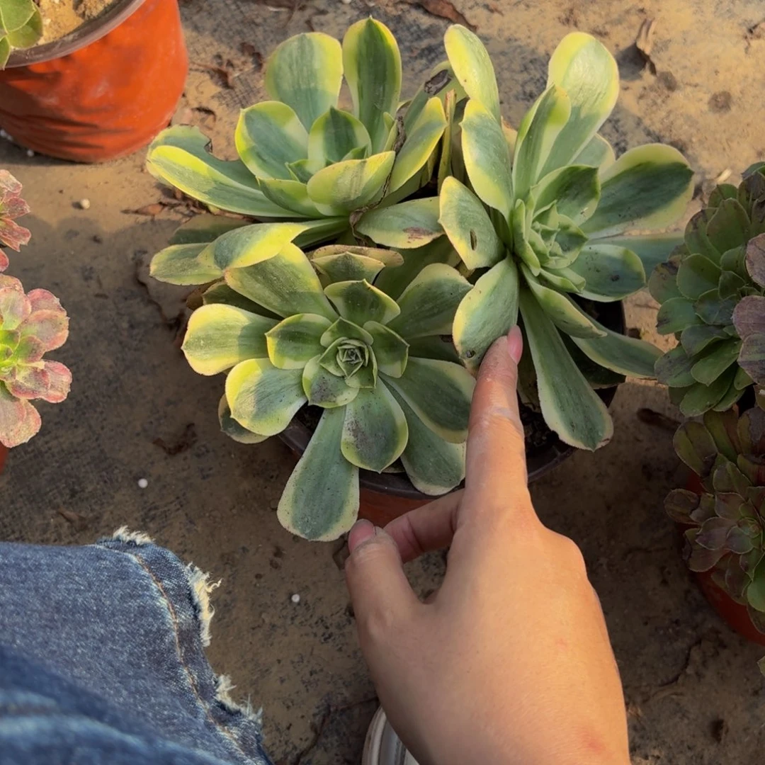 香炉盘锦多肉植物捧花8块钱