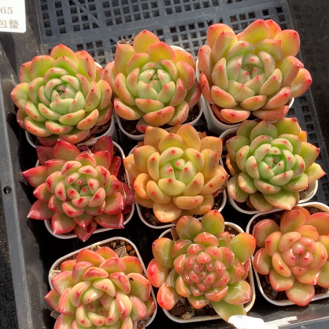 1207-65 珍妮套餐