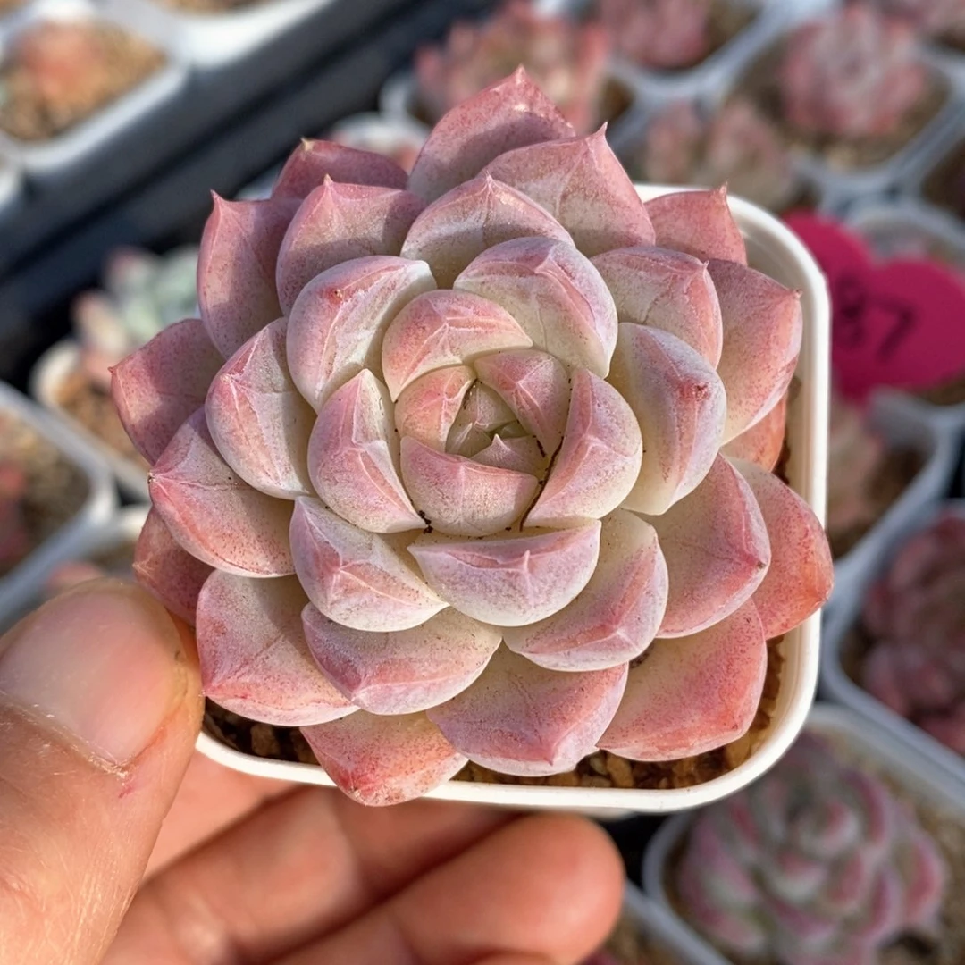 精品多肉一物一拍181