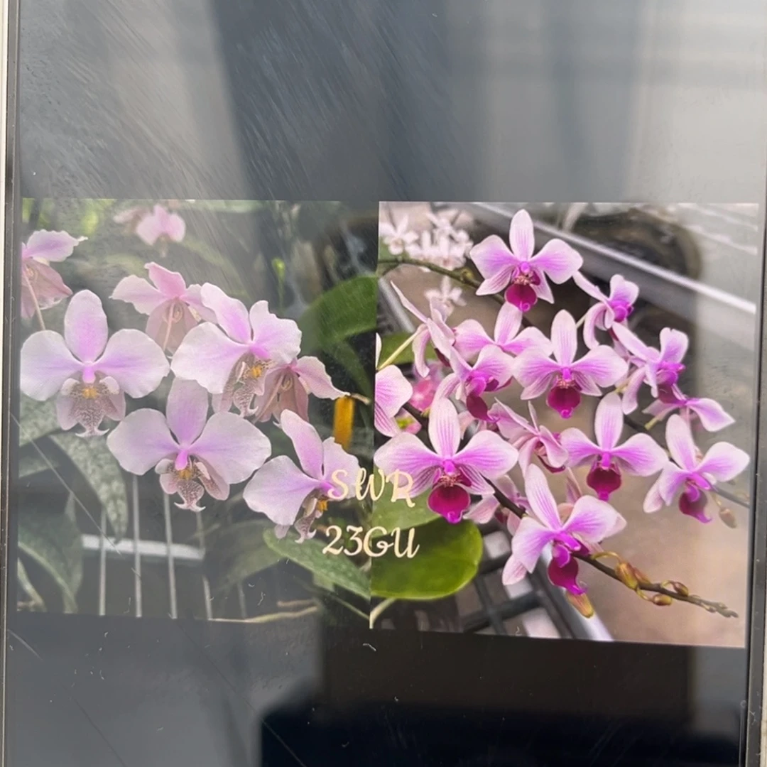 无花朵2.5寸23GU抽梗苗