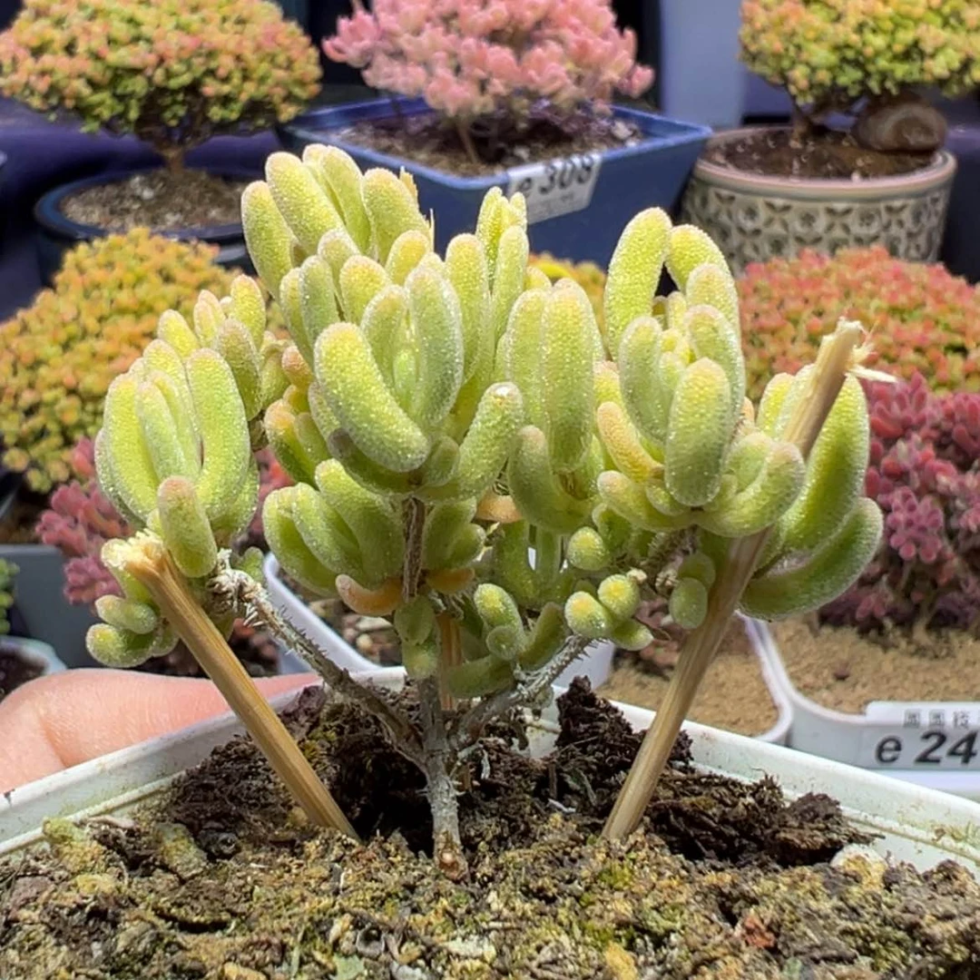 【闪购商品】e318小精控芥末黄枝干番杏