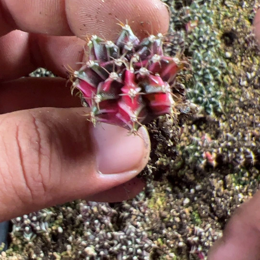 当前无花栽培后可以开花050