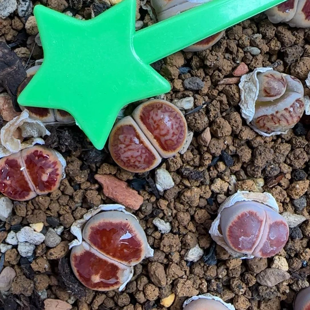 90秒生石花大棚直播