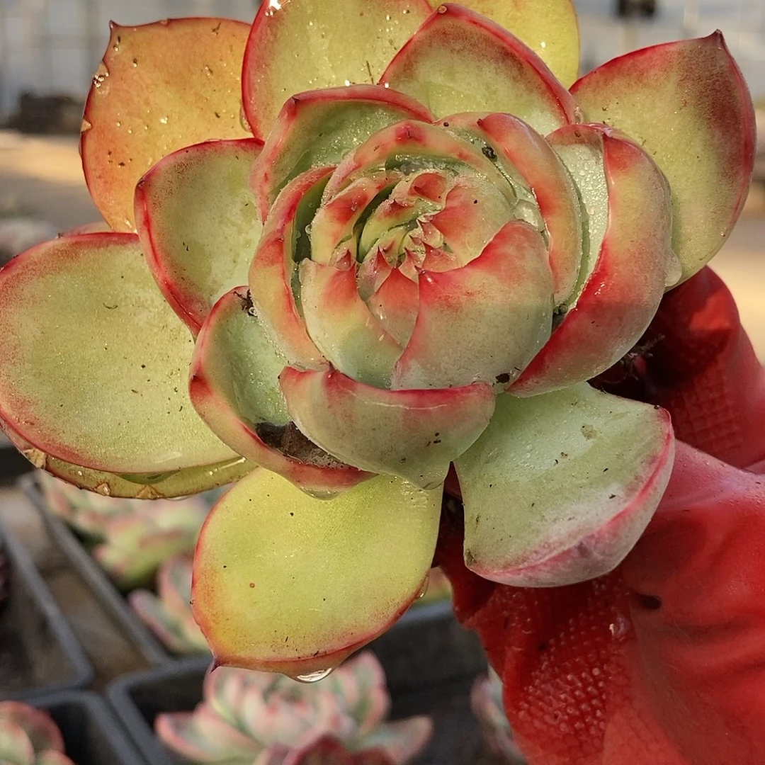 11-21惊鸿随机发货