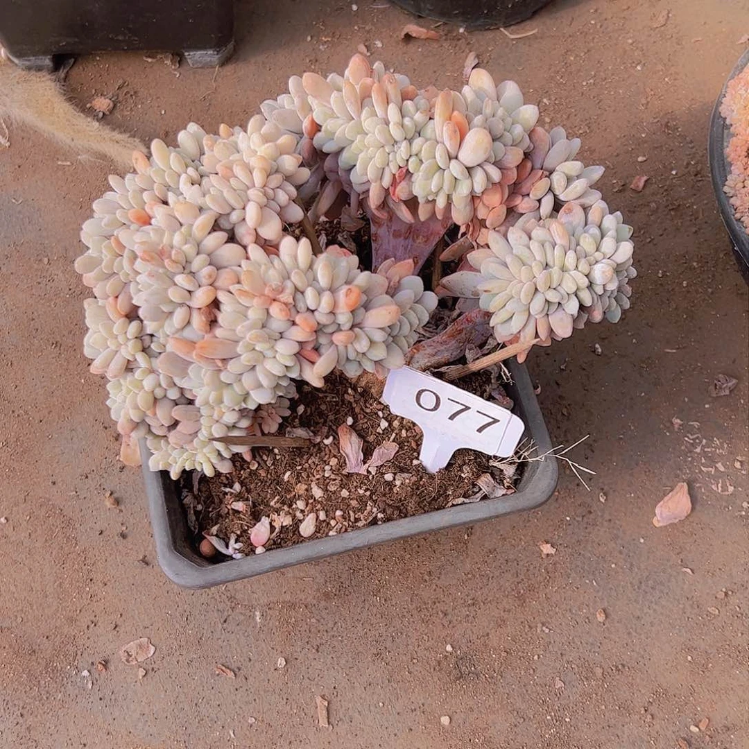 折**园077粉兔缀40不售后