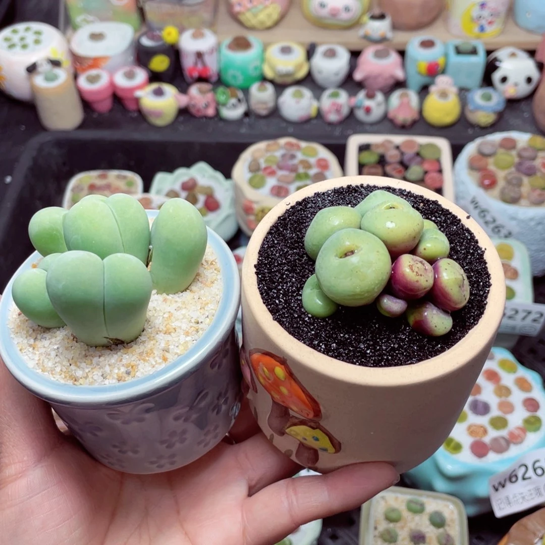 w6276 带盆土发货-零下地区拍保温箱