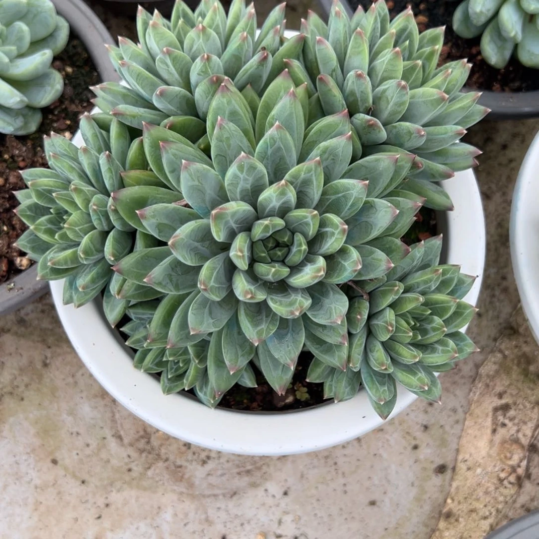 懒*羊美人一物一拍