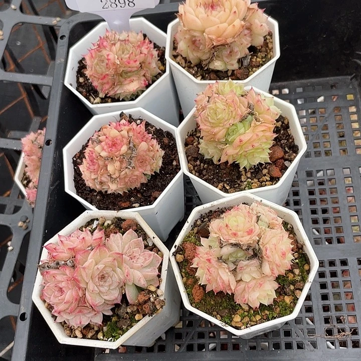 薇薇安园艺多肉2898