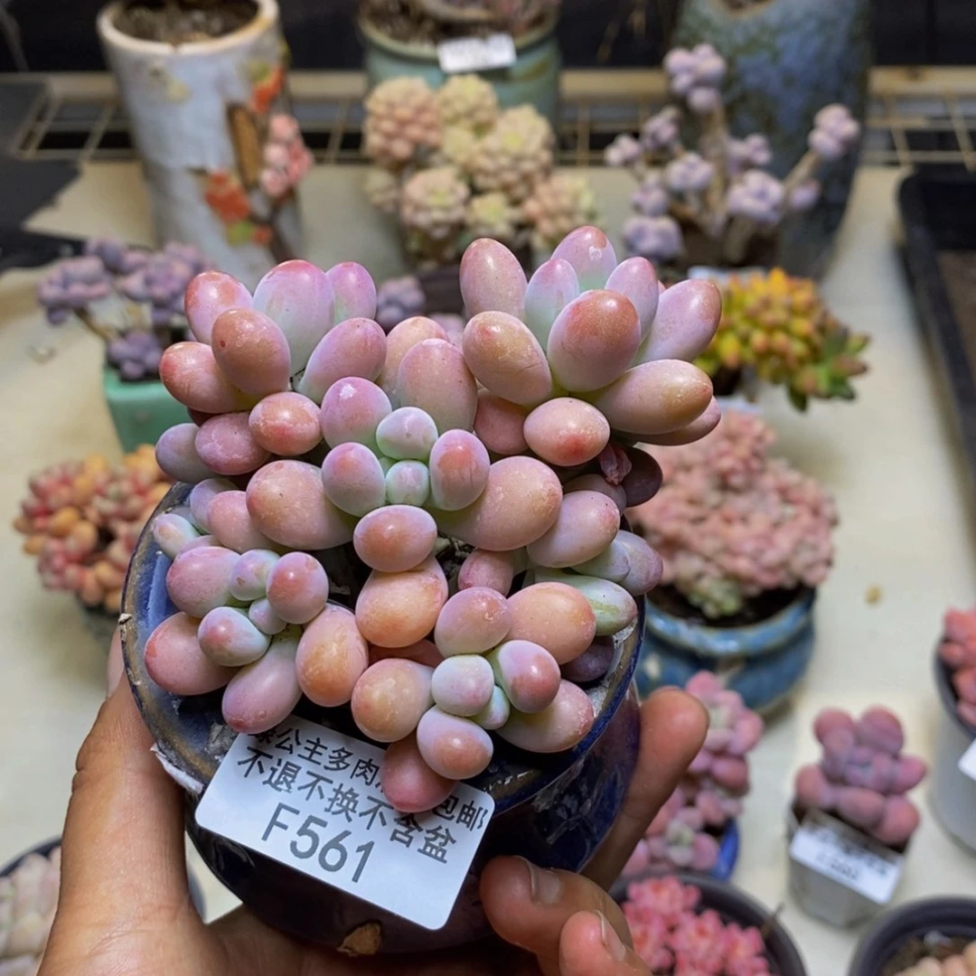 宽****阳561派大星多肉7cm