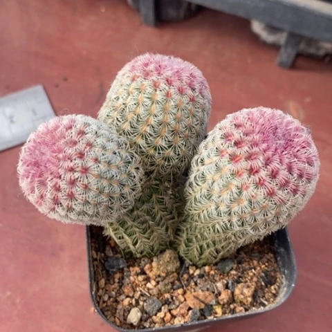 三头红太阳6仙人球