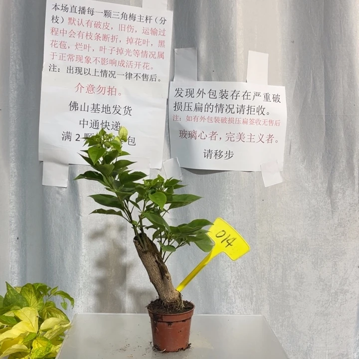 当前无花栽培后可以开花014掌中宝绿樱