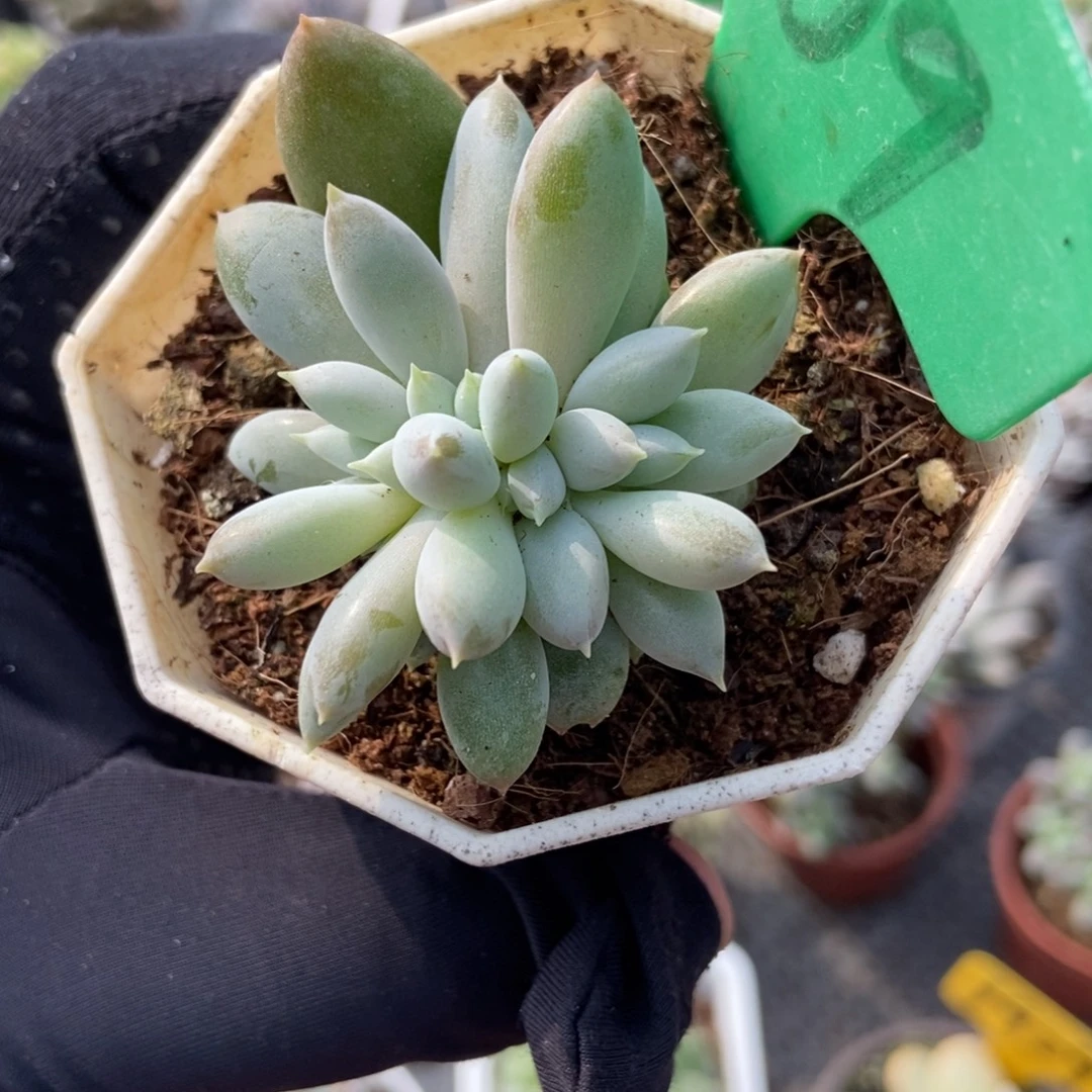 1909哥特多肉植物