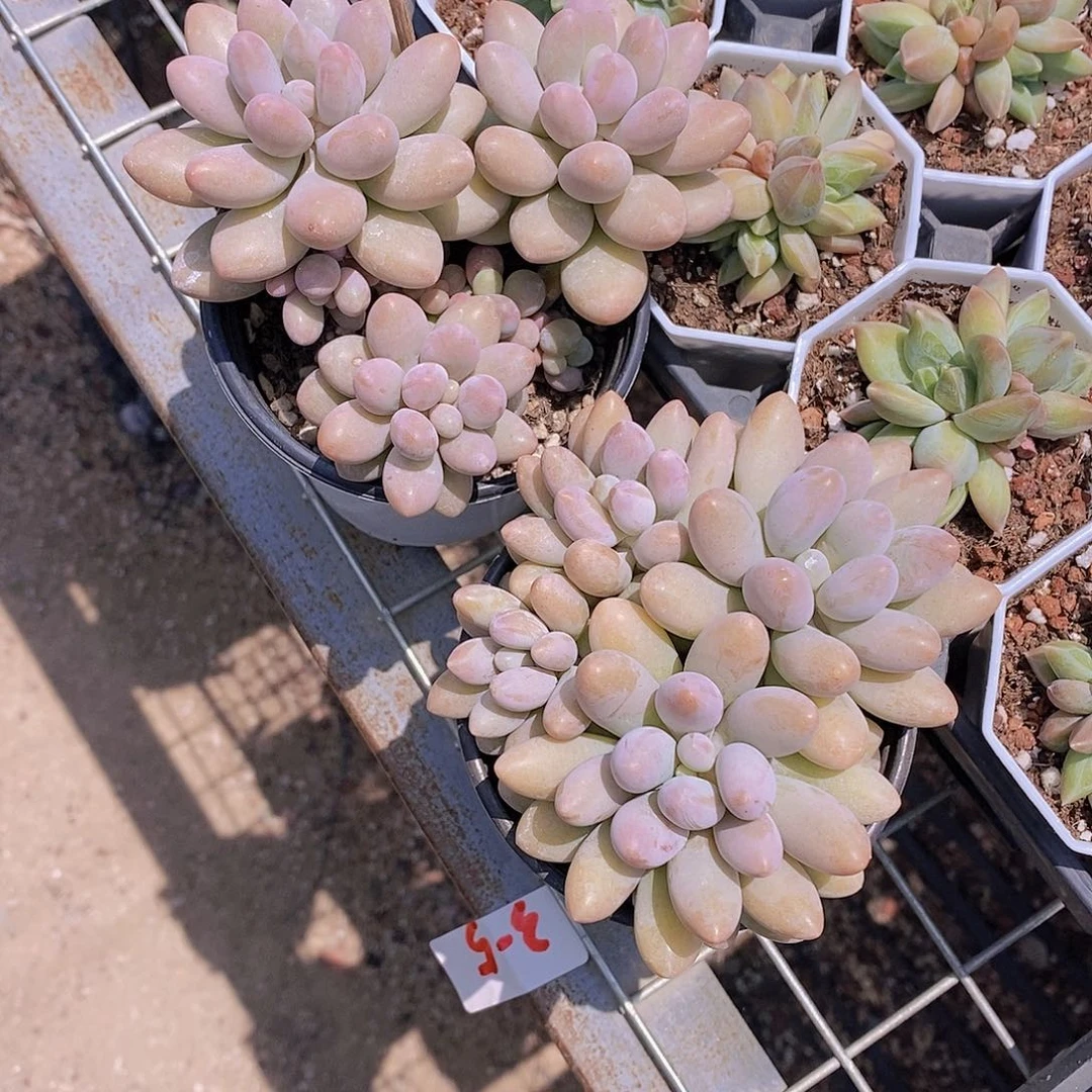 0606- 汤圆三头福利一颗 量拍