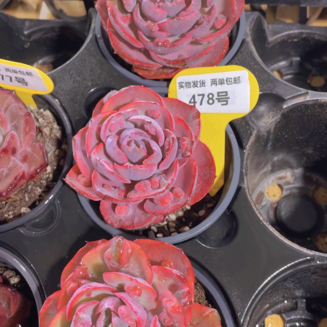 478号 老桩宽叶心之月锦一颗