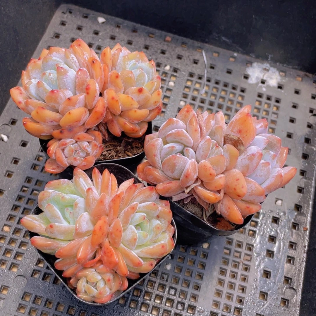 47号 韩版橙梦露群生一个