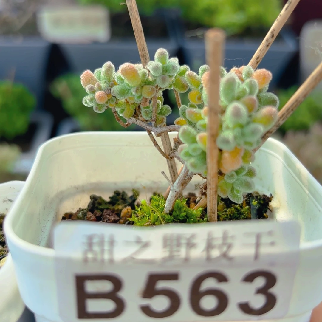 又*?冰晶组合563。