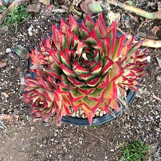 无***1每日特价活动开始了