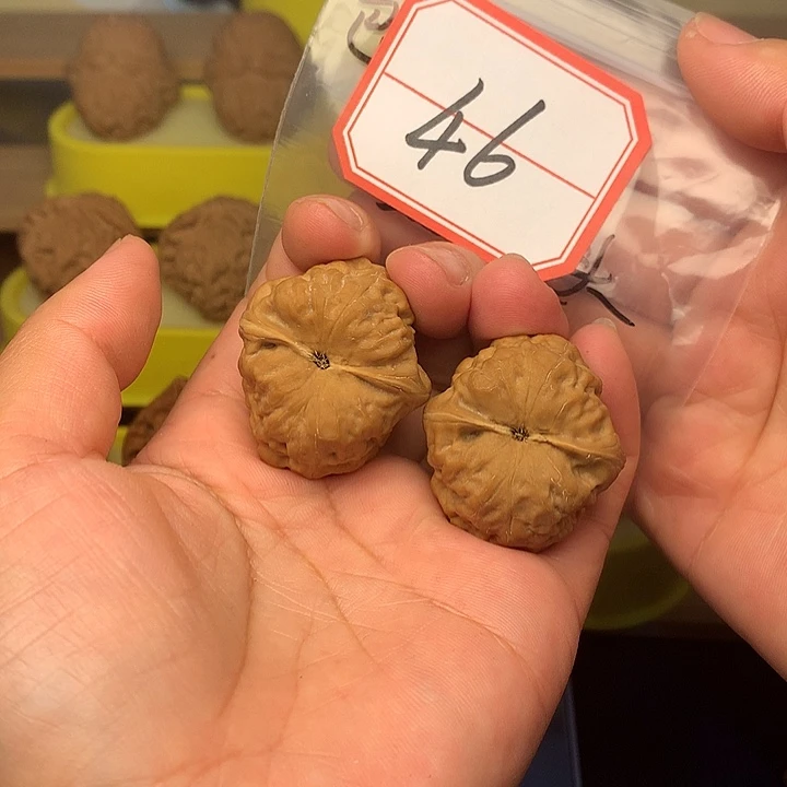 文玩核桃把件古蟾