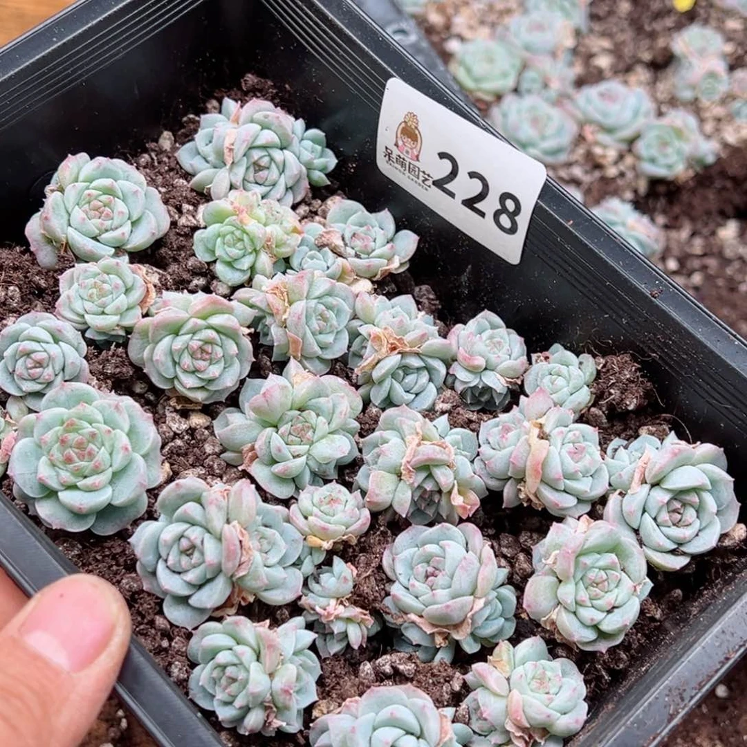 玲*多肉植物多肉植物