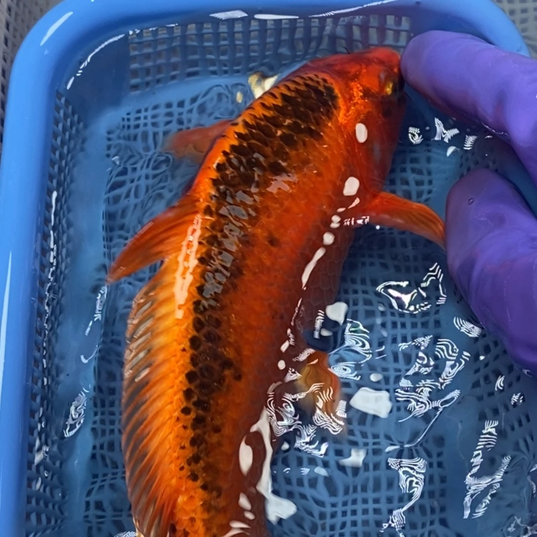 锦鲤冷水锦鲤包邮