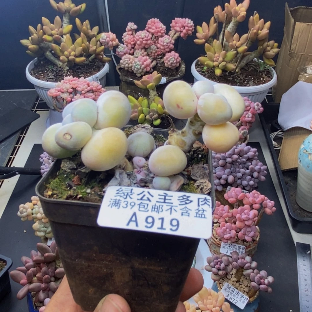 919橙奶多肉肉5c m