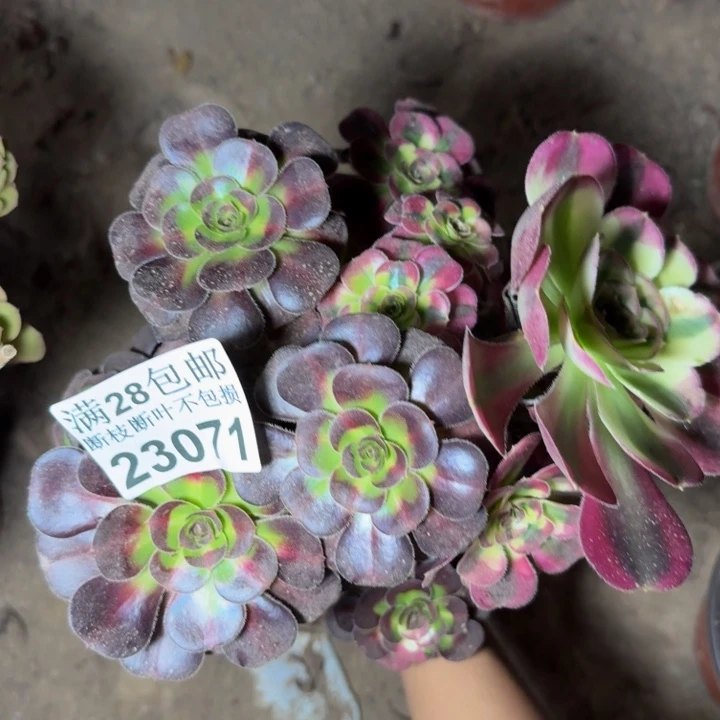 23071南法师多肉植物