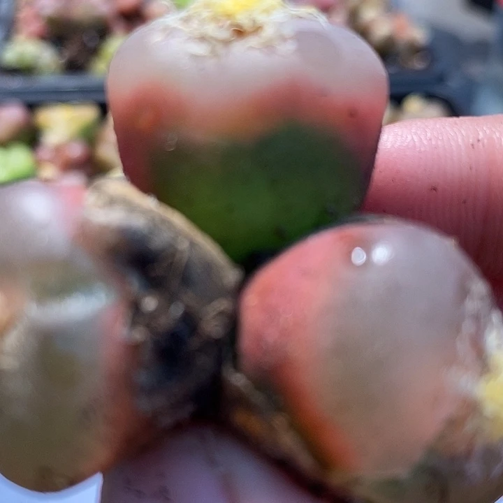 724荔枝窗三头。