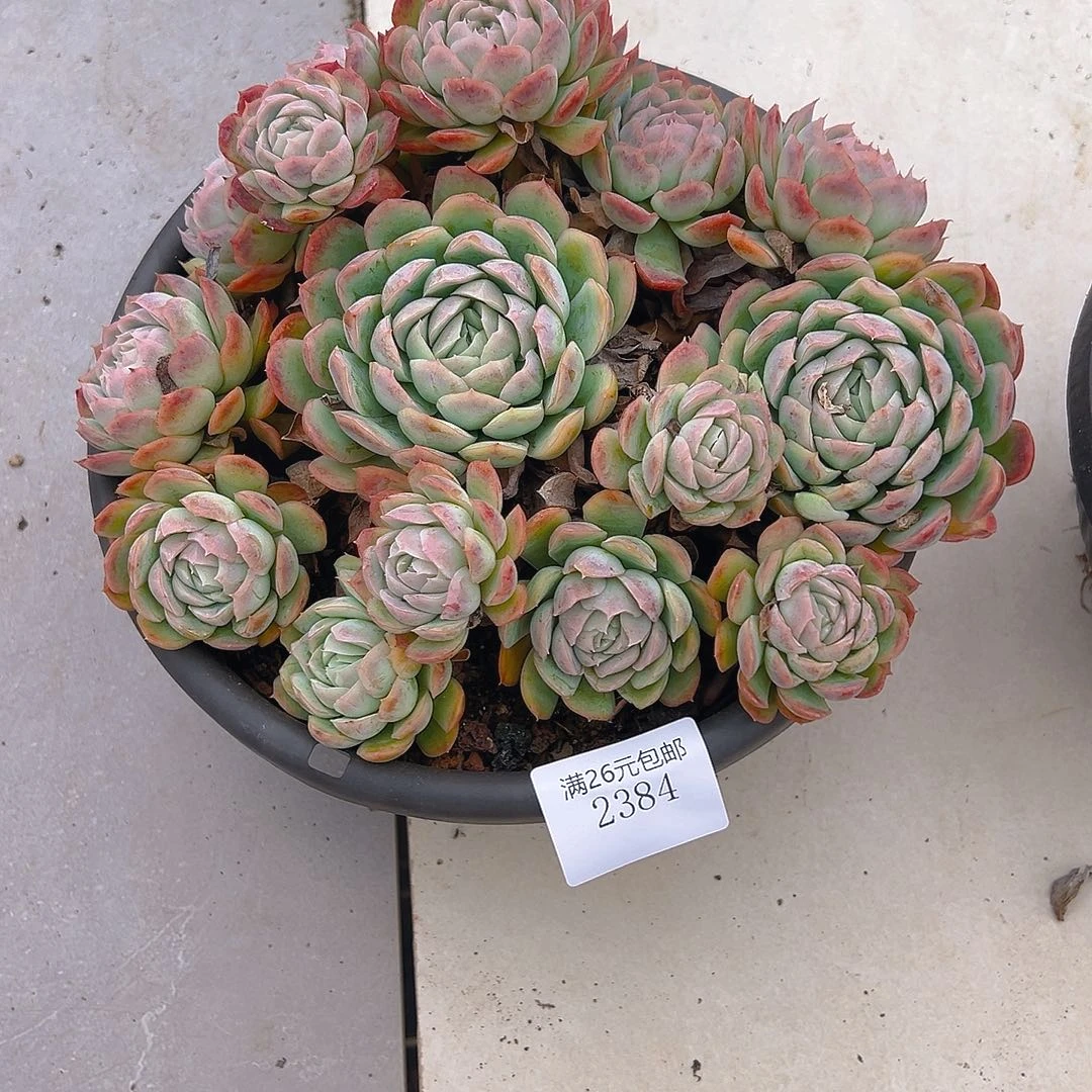 叶***92384希娜玫瑰多肉植物多肉