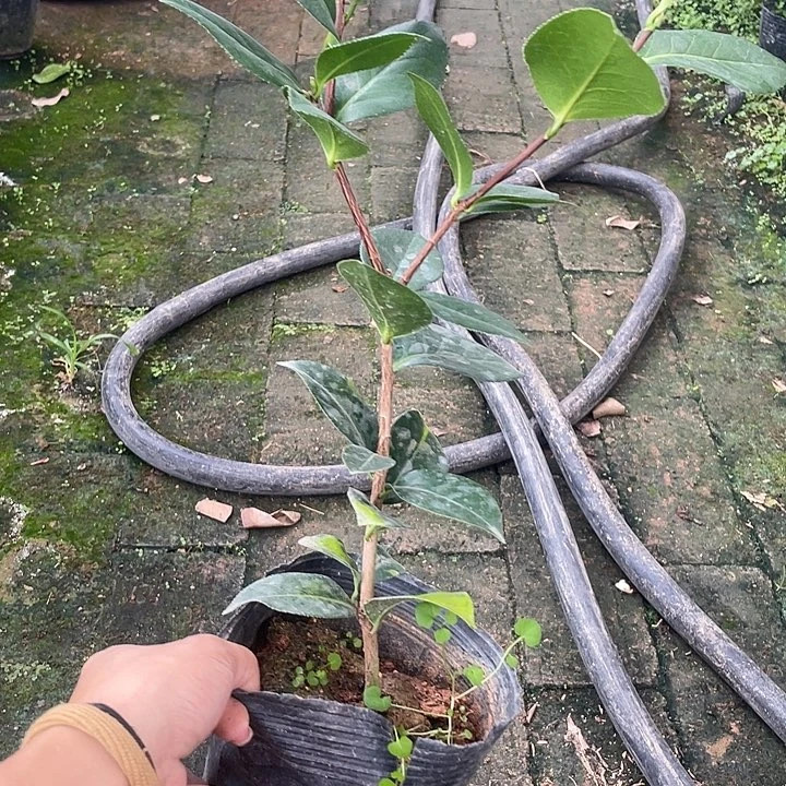 大部分开放少量花苞，姚黄