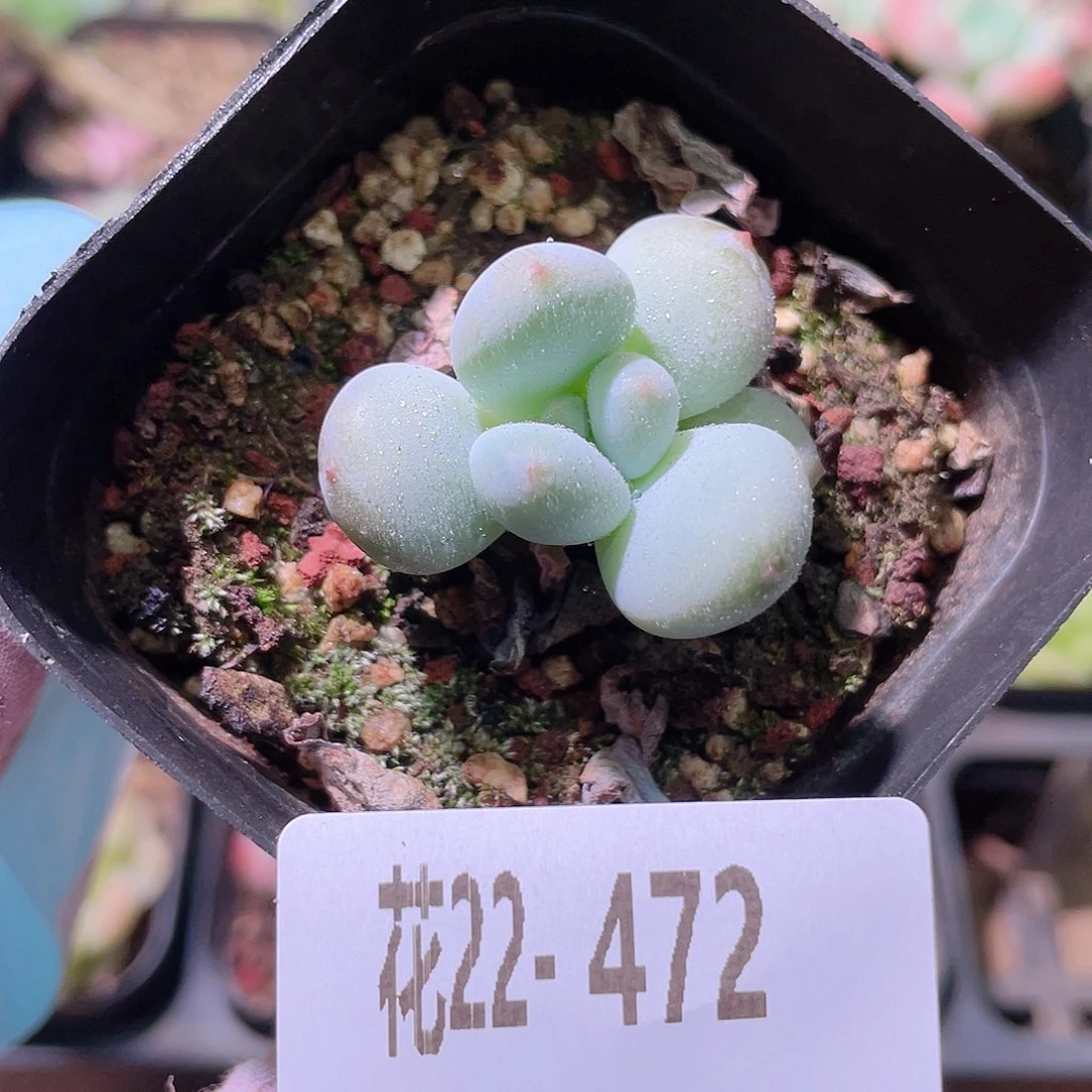 花利美22-472薄荷糖