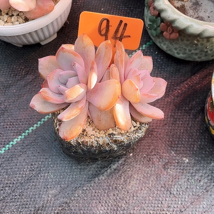 双头奶茶94号码牌子的话