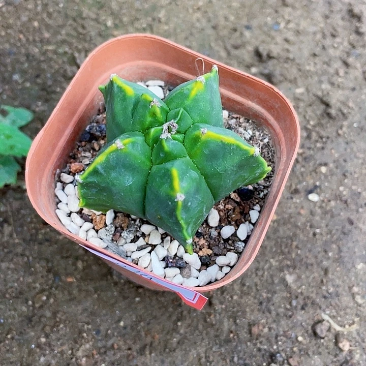 哈***哈完全开放鸾凤玉5.5cm