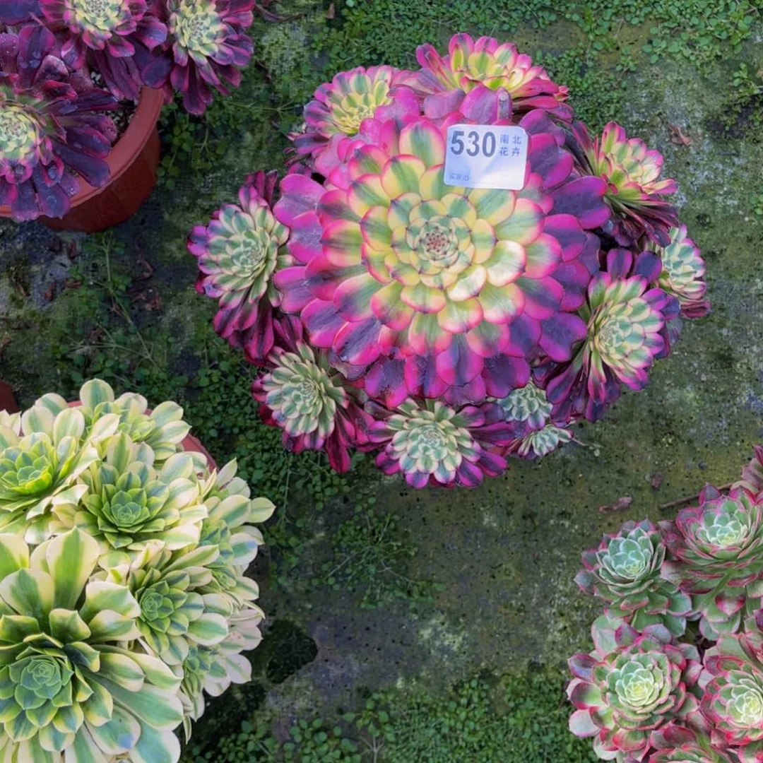 多肉舞天姬000000530