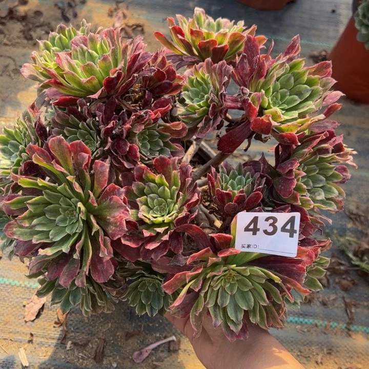 粉霞多肉植物434