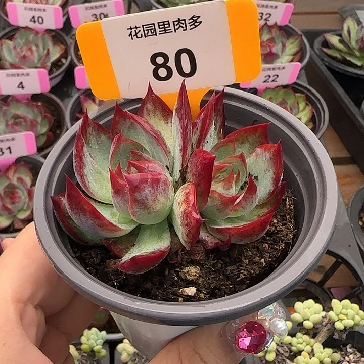 静***烟80 惊鸿仙子多肉植物