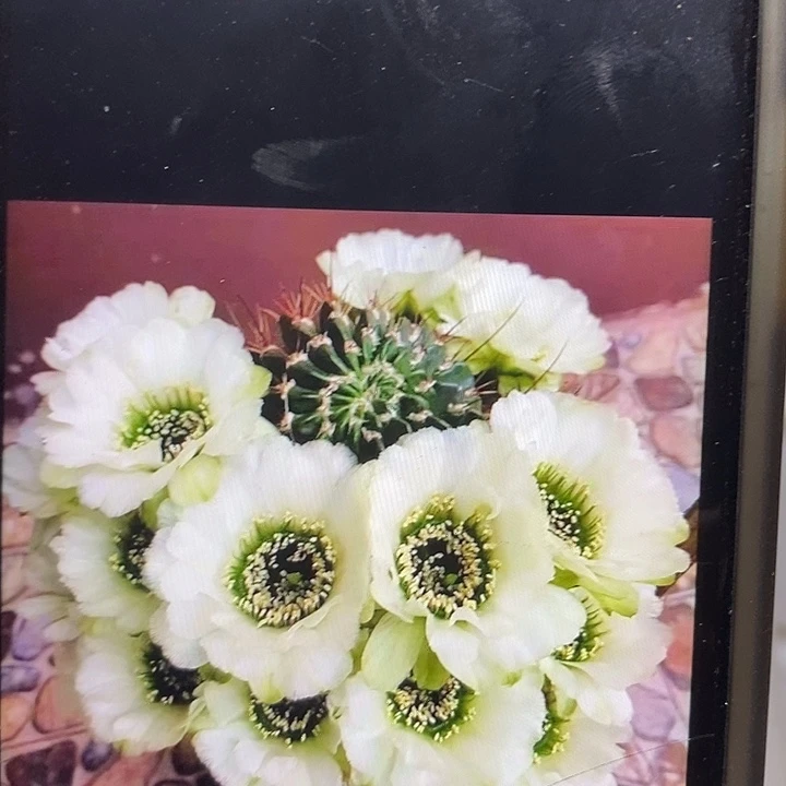 白花绿喉侧芽嫁接用