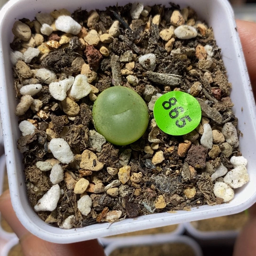 拉登1.2+多肉植物865