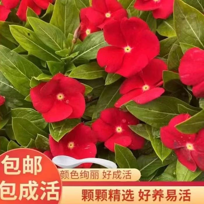 天天开长春花盆栽花苗四季梅金达莱阳台庭院四季花卉多年生好成活