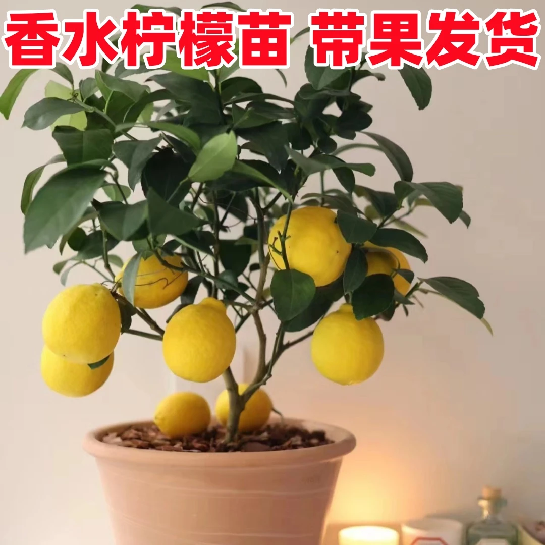 香水柠檬树苗盆栽带果室内室外结果无籽四季柠檬苗食用柠檬树果苗
