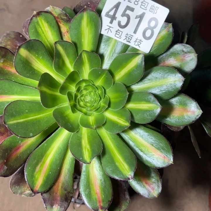 福袋多肉植物法师4518