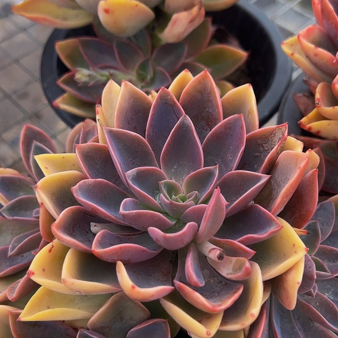 紫气东来多头群生老桩特价