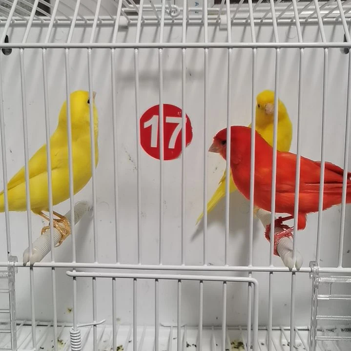 虎皮鹦鹉又*乐大红袍公一只