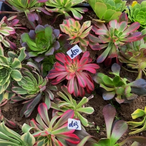 你****扰20棵多肉特价单头苗50多肉