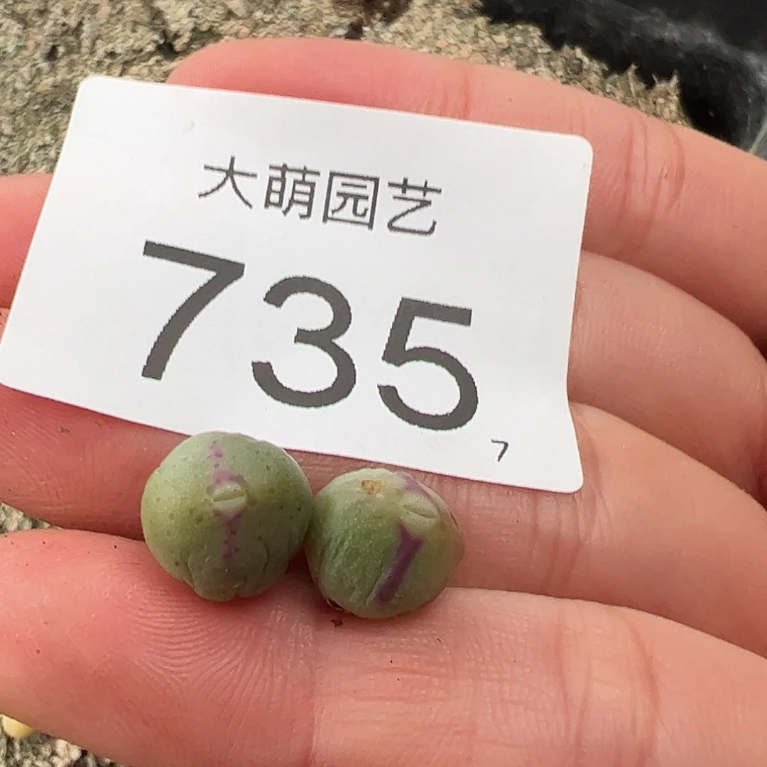 00000735量拍1414.71皮卡丘2颗
