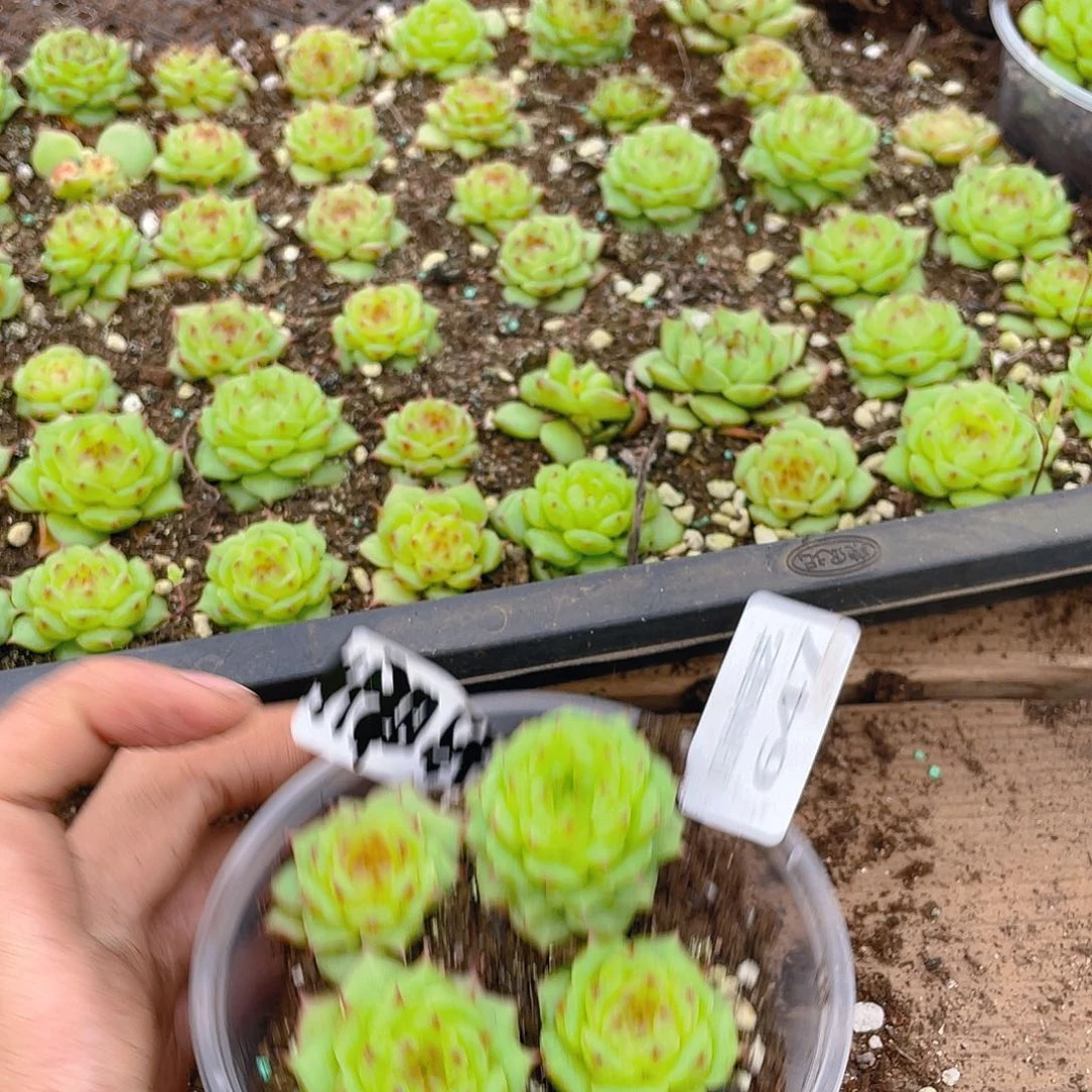 量拍多肉植物多肉植物647