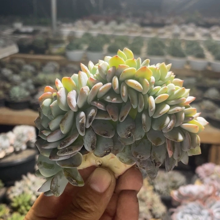 凤橙缀化尺寸12包正版