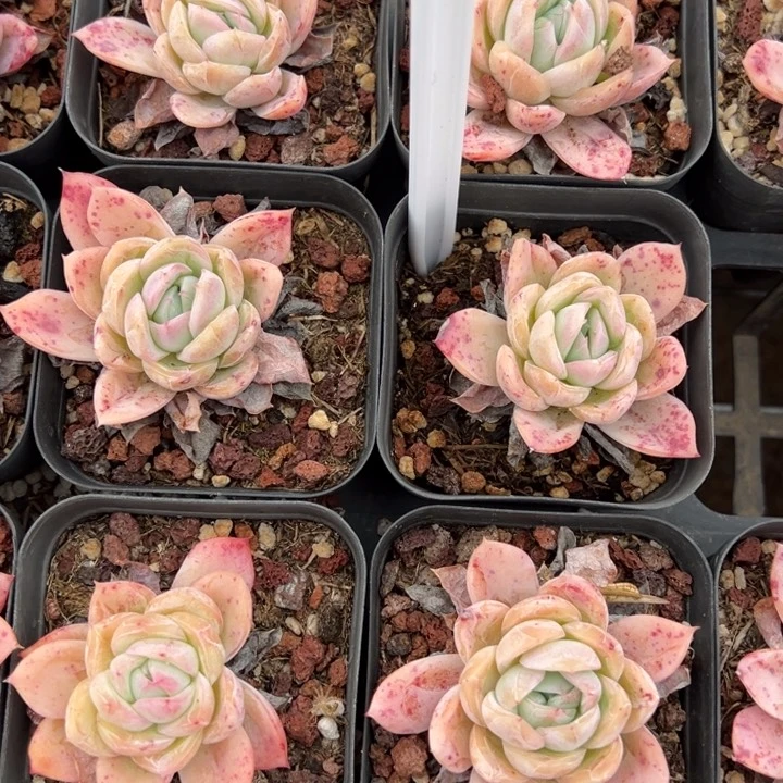 落樱一颗量拍多肉满20包邮初7发